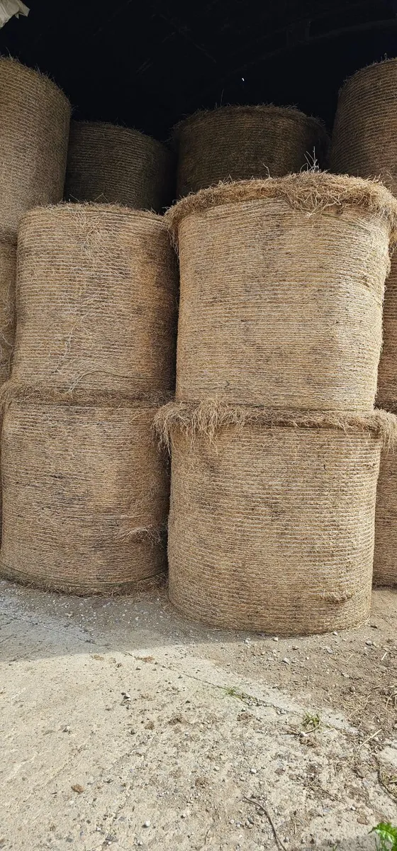 Hay For Sale - Image 1