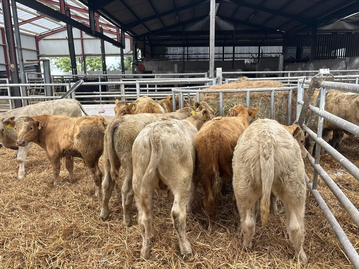 10 super charlaois bull weanlings - Image 1