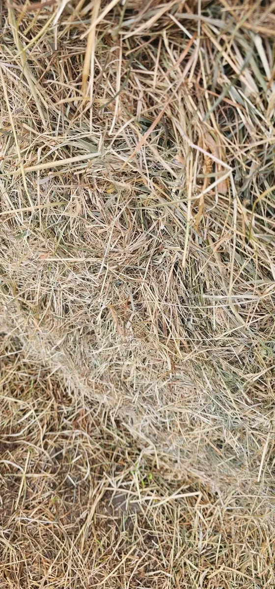 Hay For Sale - Image 2