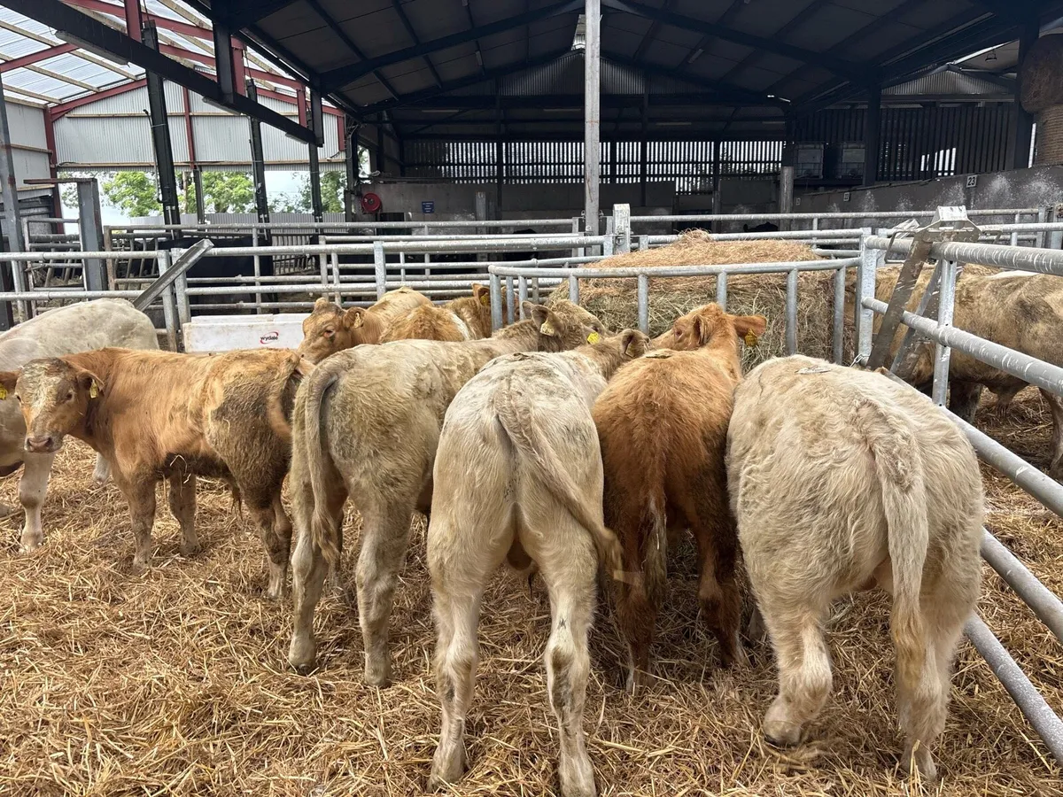 10 super charlaois bull weanlings - Image 2