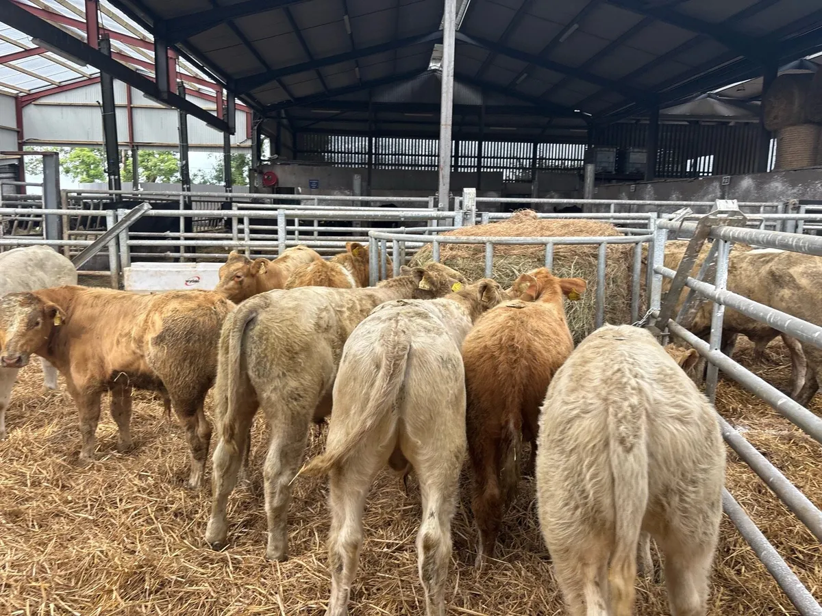 10 super charlaois bull weanlings - Image 3