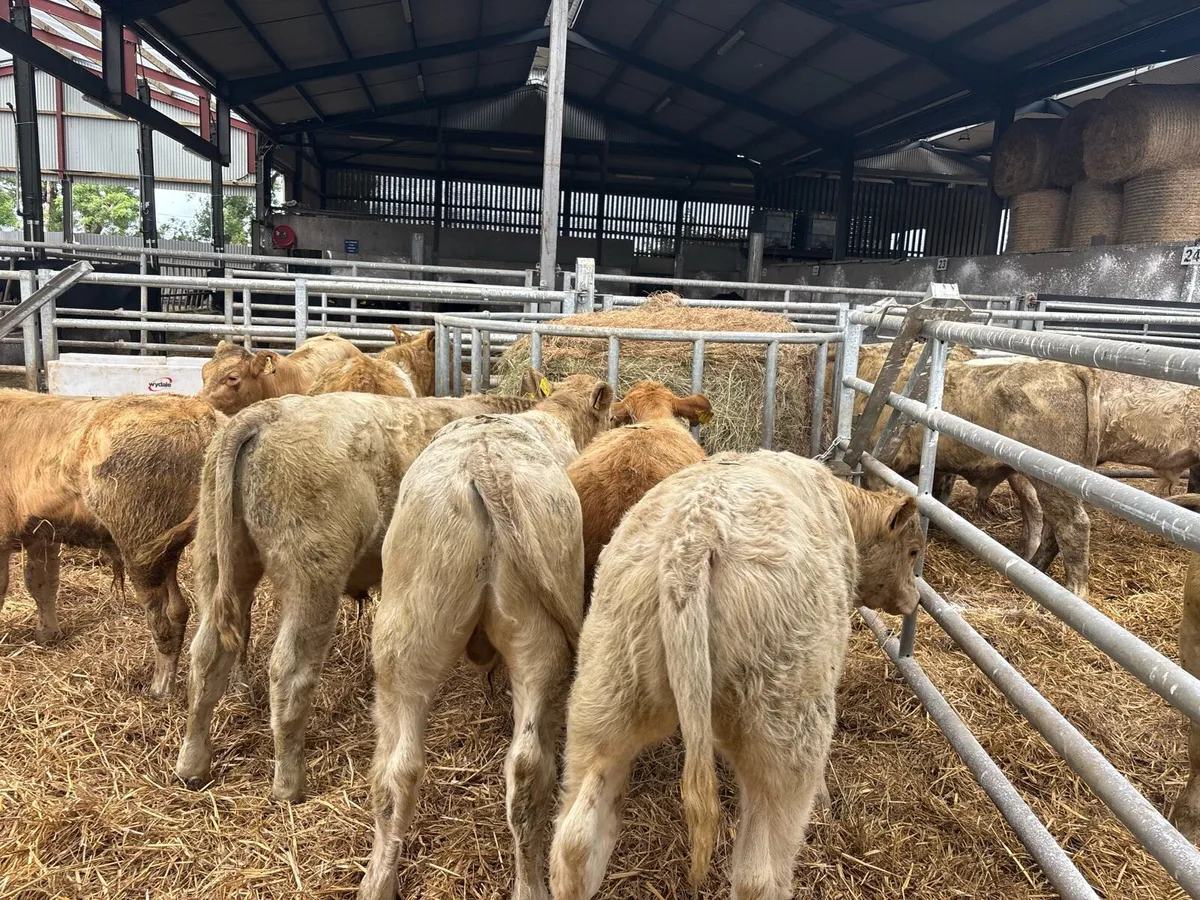 10 super charlaois bull weanlings - Image 4