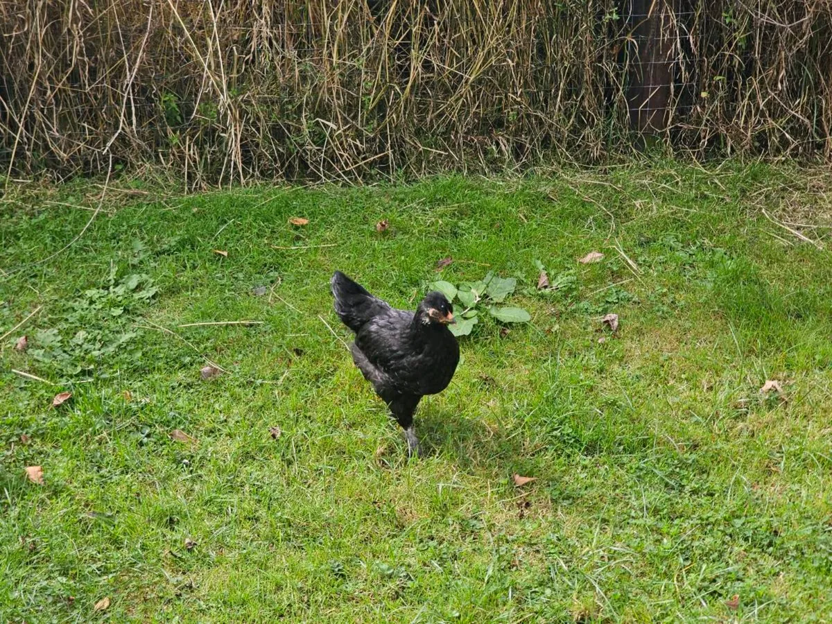 Hens & pullets - Image 2
