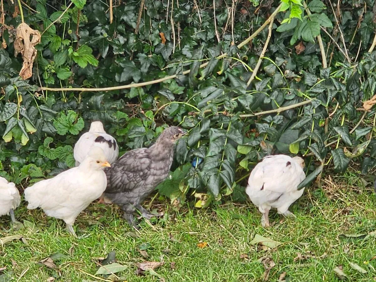 Hens & pullets - Image 3