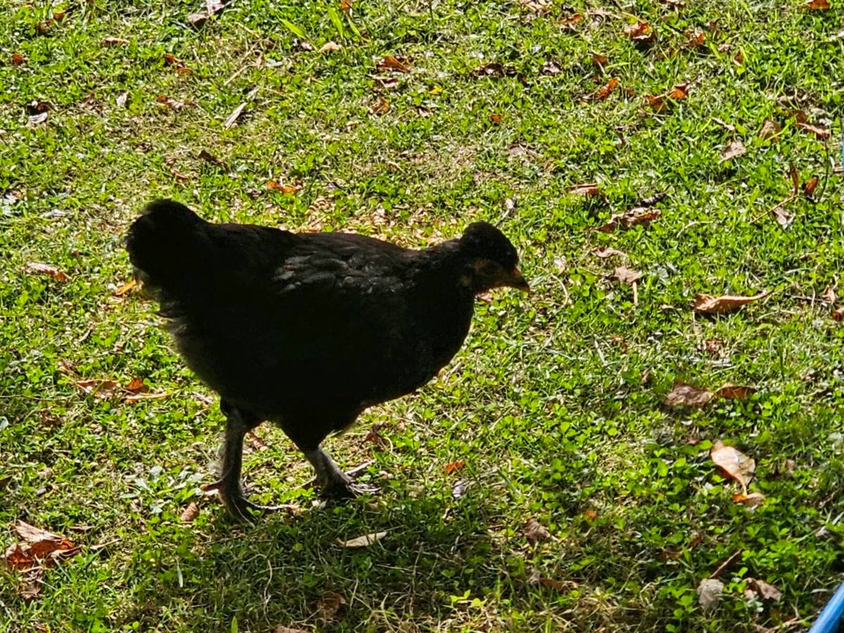 Hens & pullets - Image 4