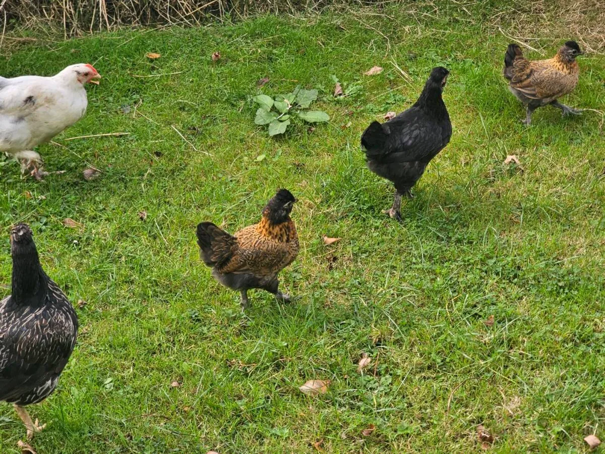 Hens & pullets - Image 1
