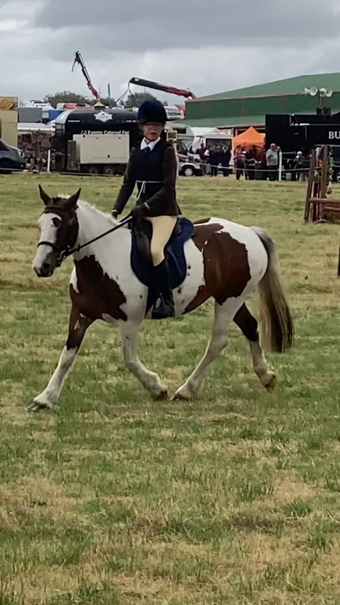 Fabulous allrounder pony - Image 1