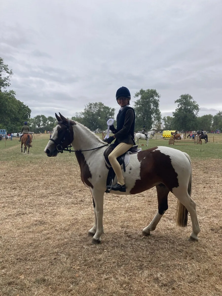Fabulous allrounder pony - Image 2