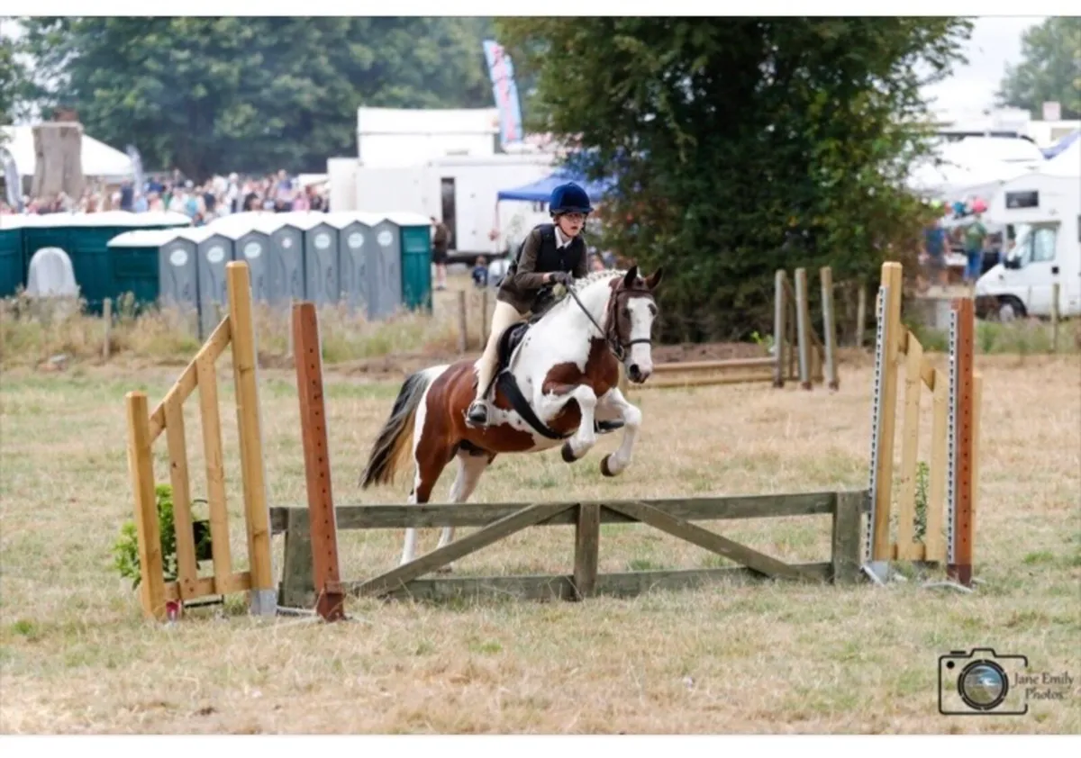 Fabulous allrounder pony - Image 3