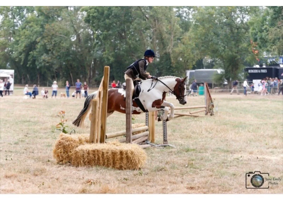 Fabulous allrounder pony - Image 4
