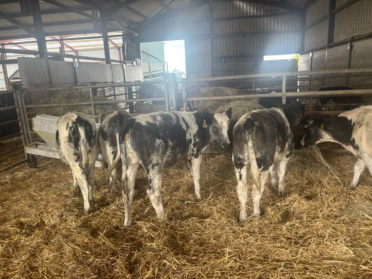 8 super Belgian blue heifer weanlings - Image 2