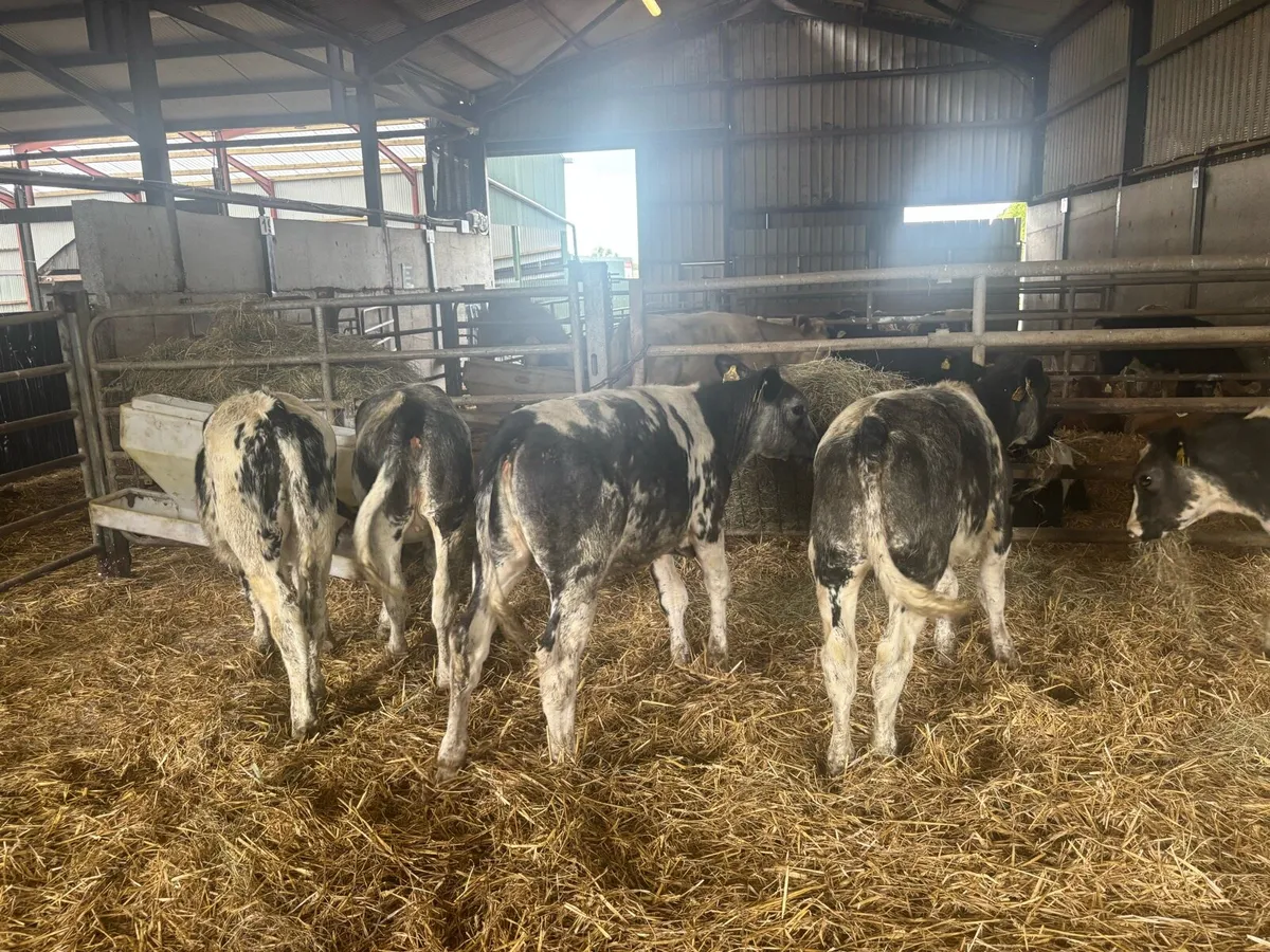 8 super Belgian blue heifer weanlings - Image 3