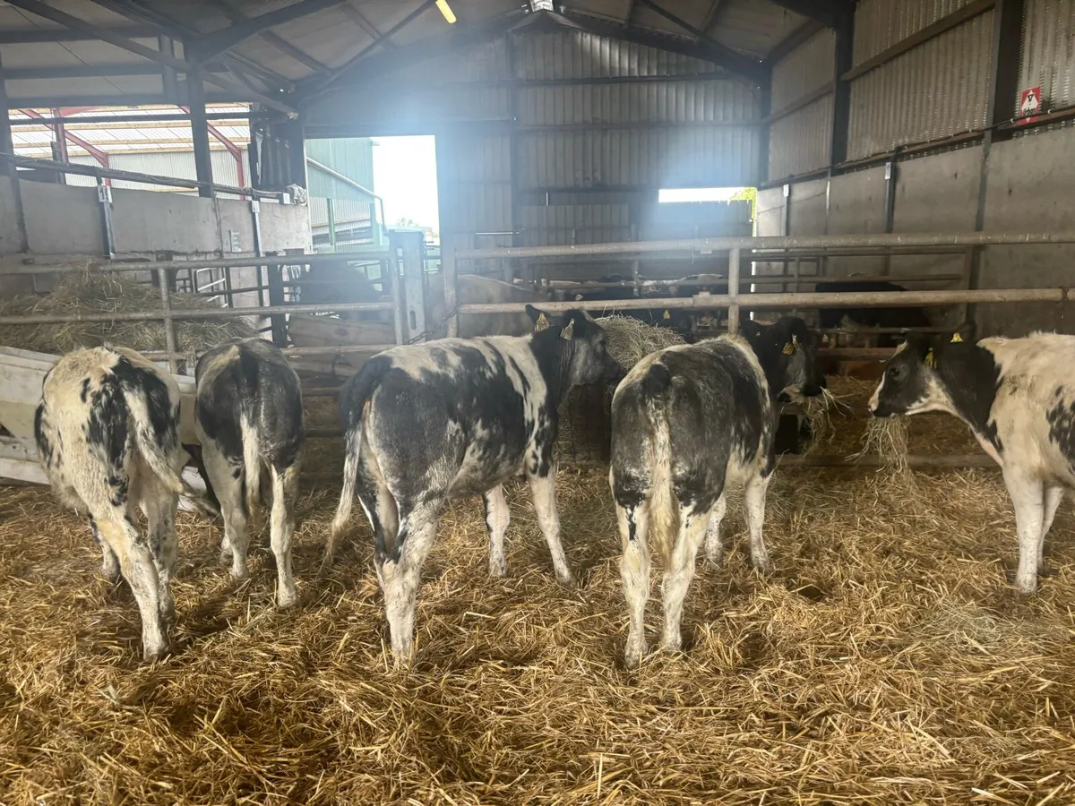 8 super Belgian blue heifer weanlings - Image 4