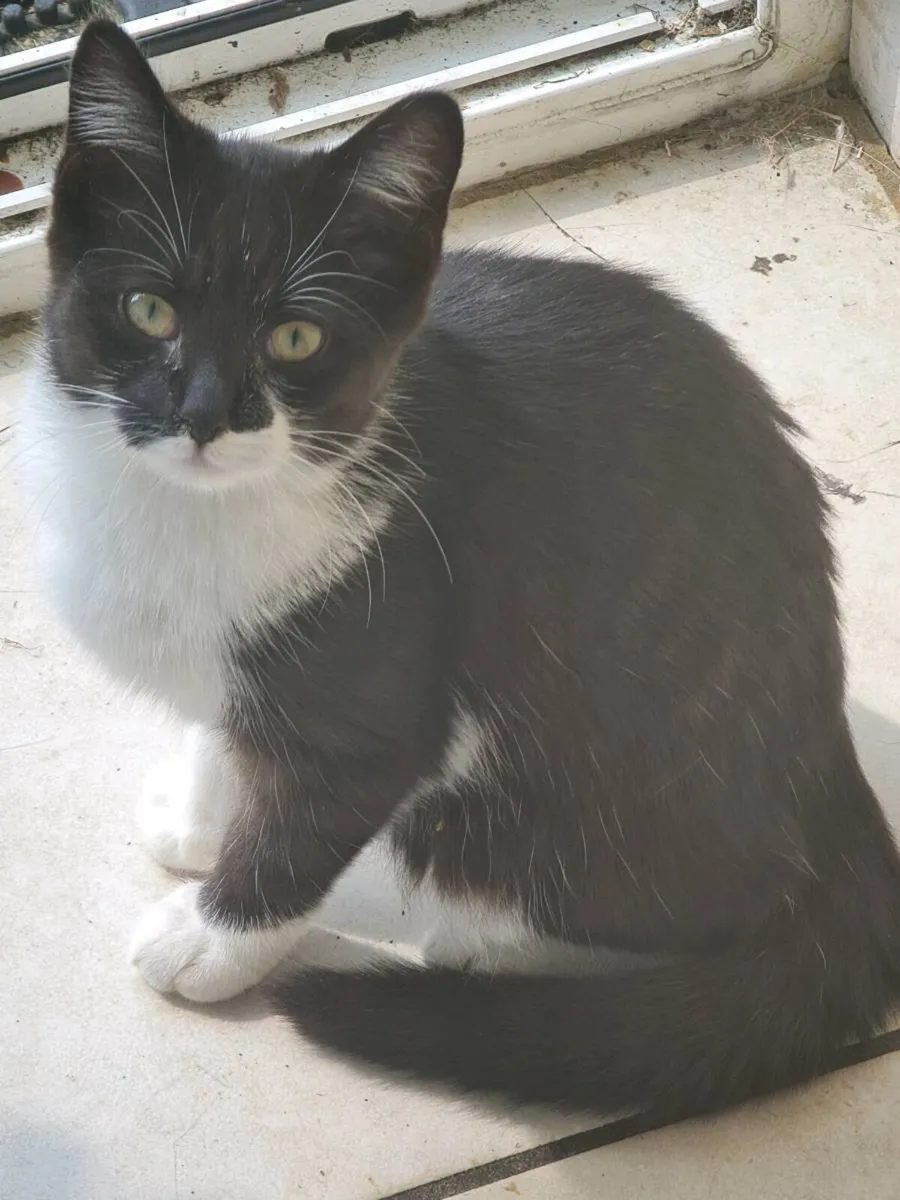 Kitten