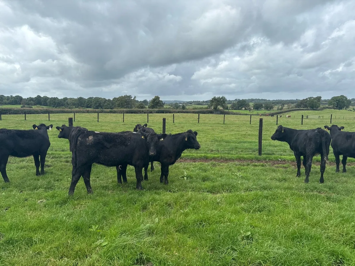 7 super Saler heifer weanlings - Image 2