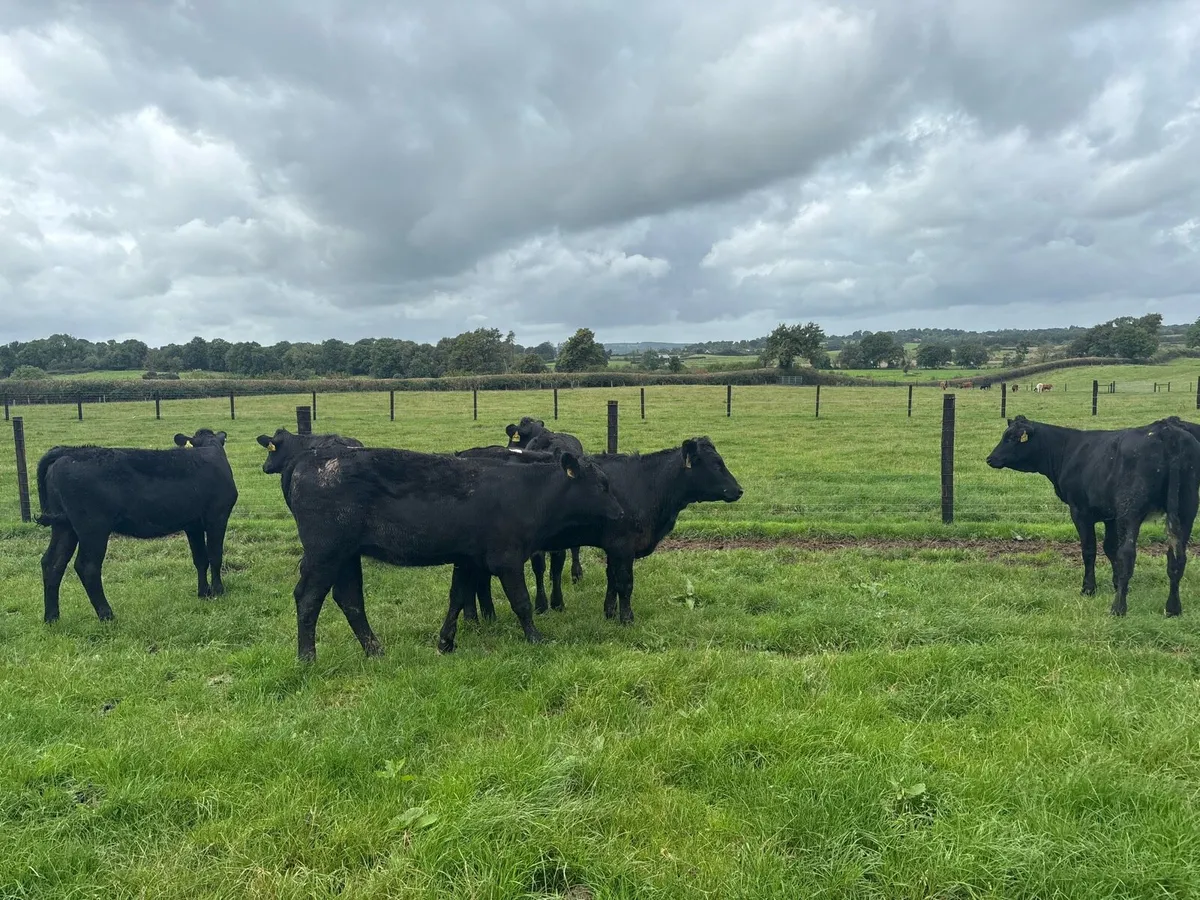 7 super Saler heifer weanlings - Image 4