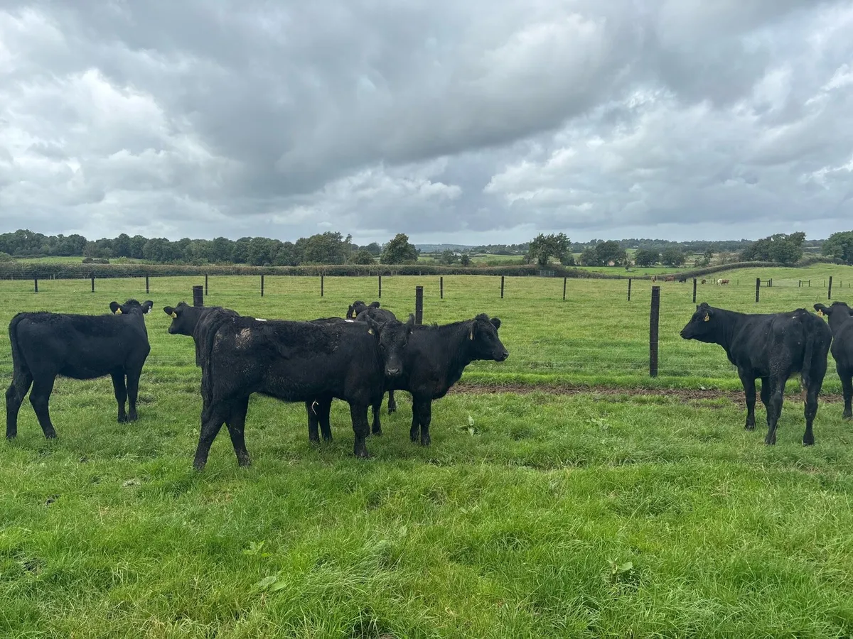 7 super Saler heifer weanlings - Image 3