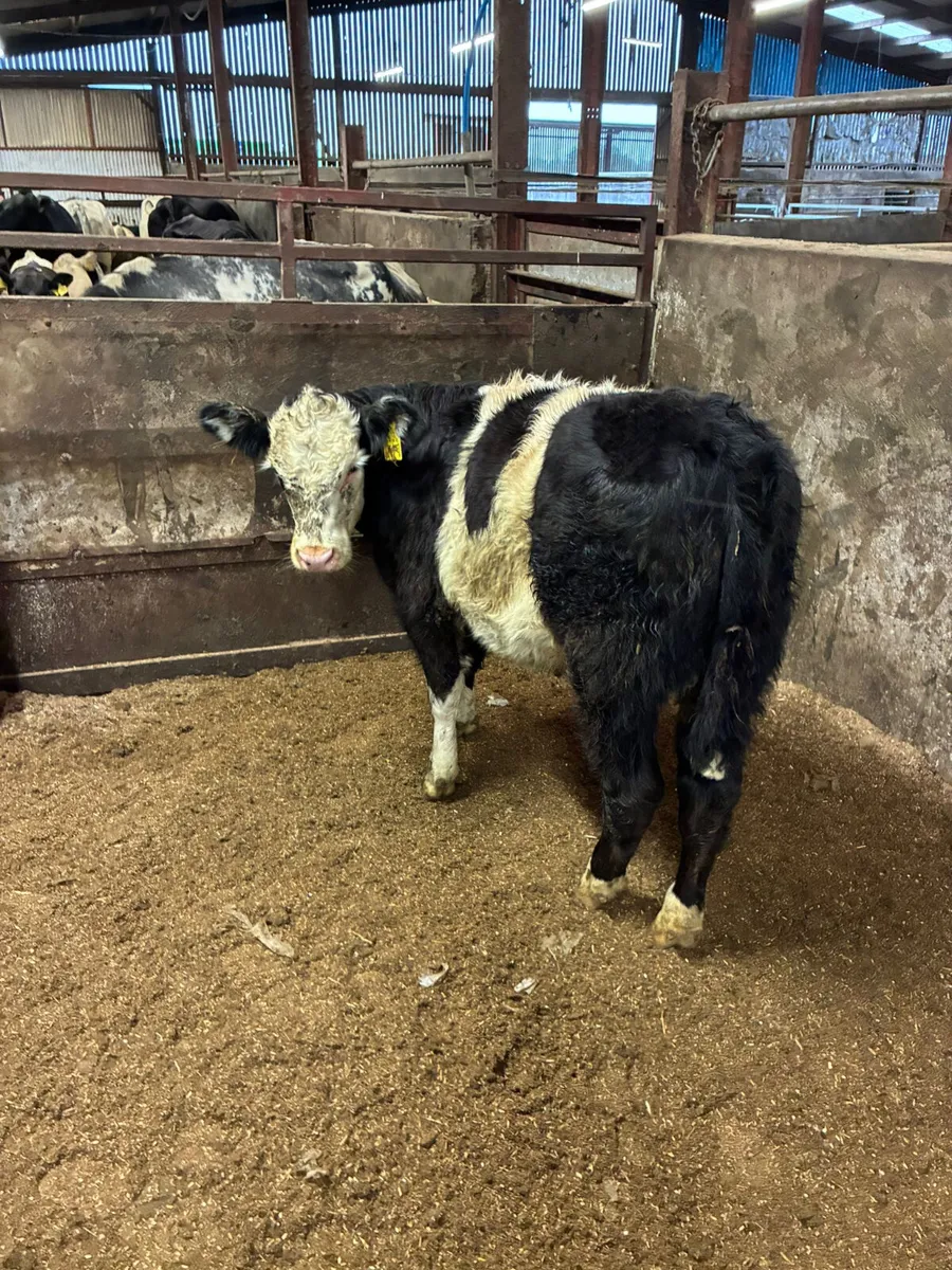 Cow maker - Image 1