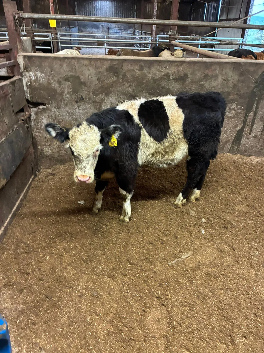 Cow maker - Image 4