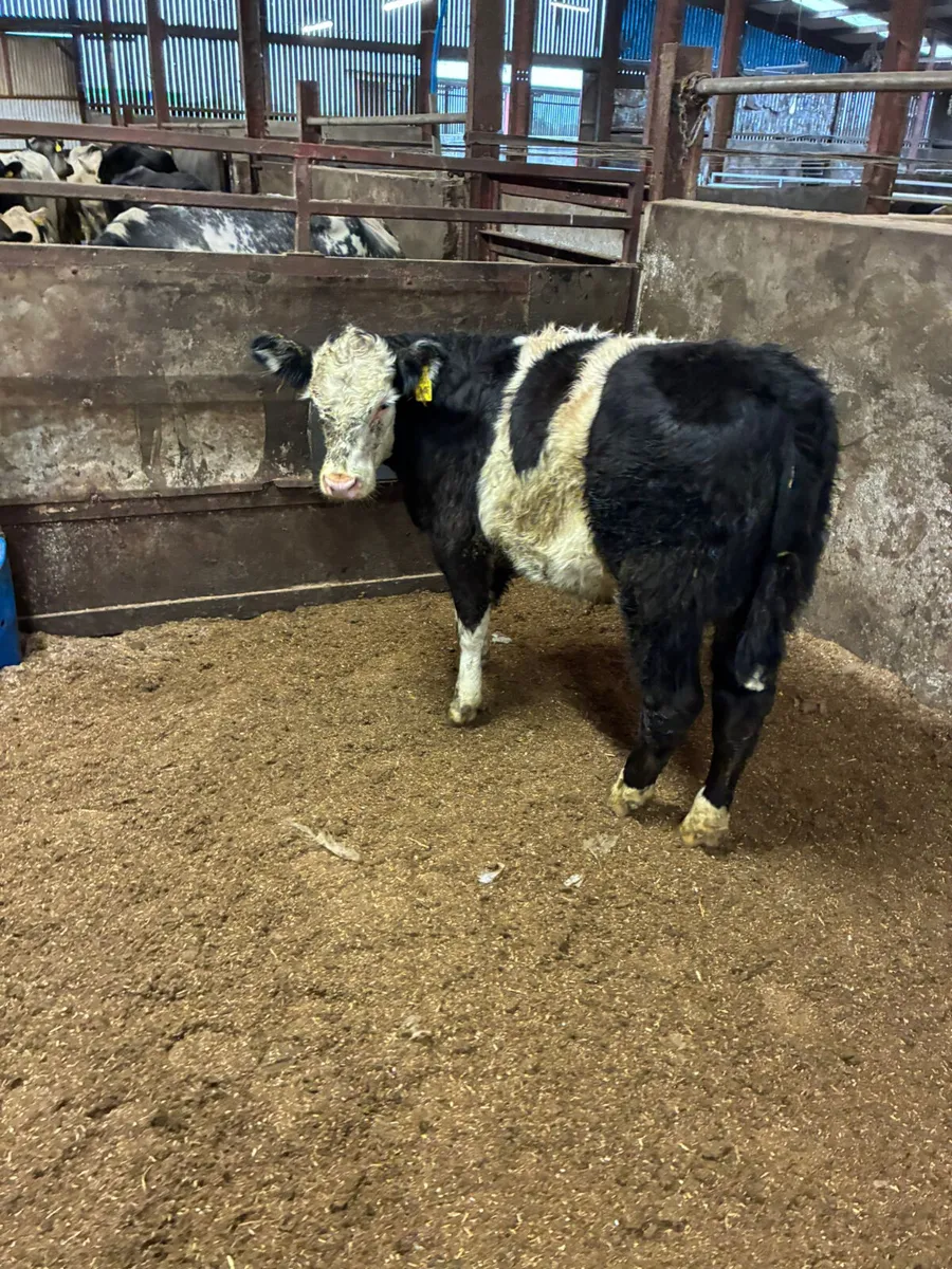 Cow maker - Image 2