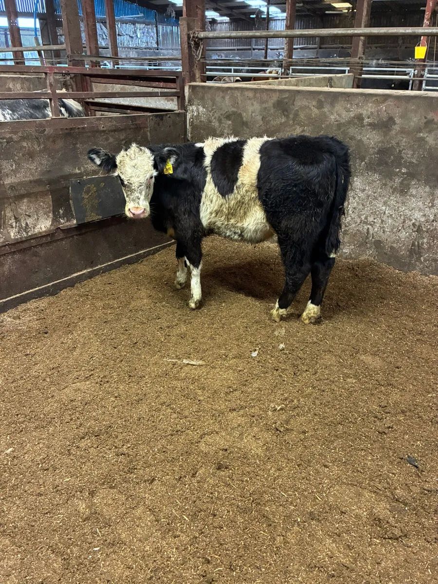 Cow maker - Image 3