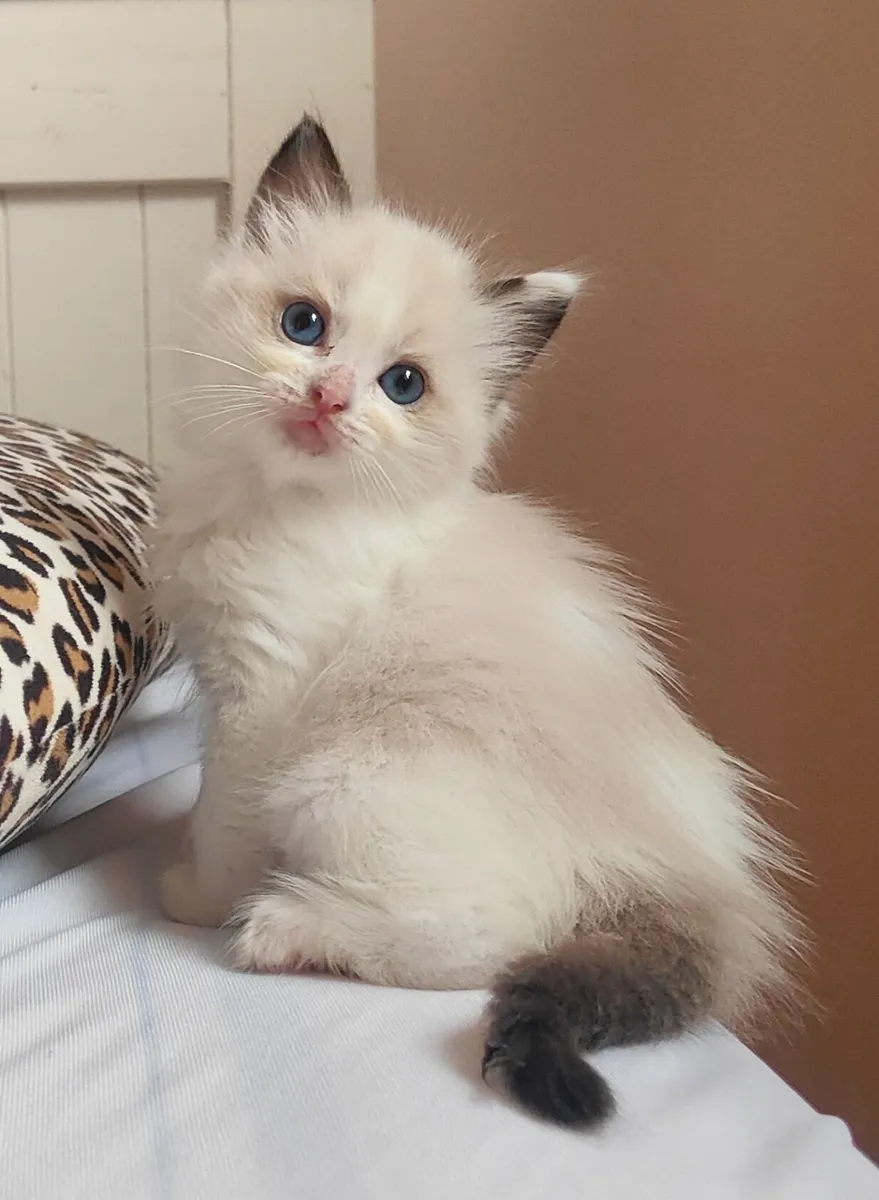 Beautiful Female Ragdoll Kittens 🐾💕 - Image 1