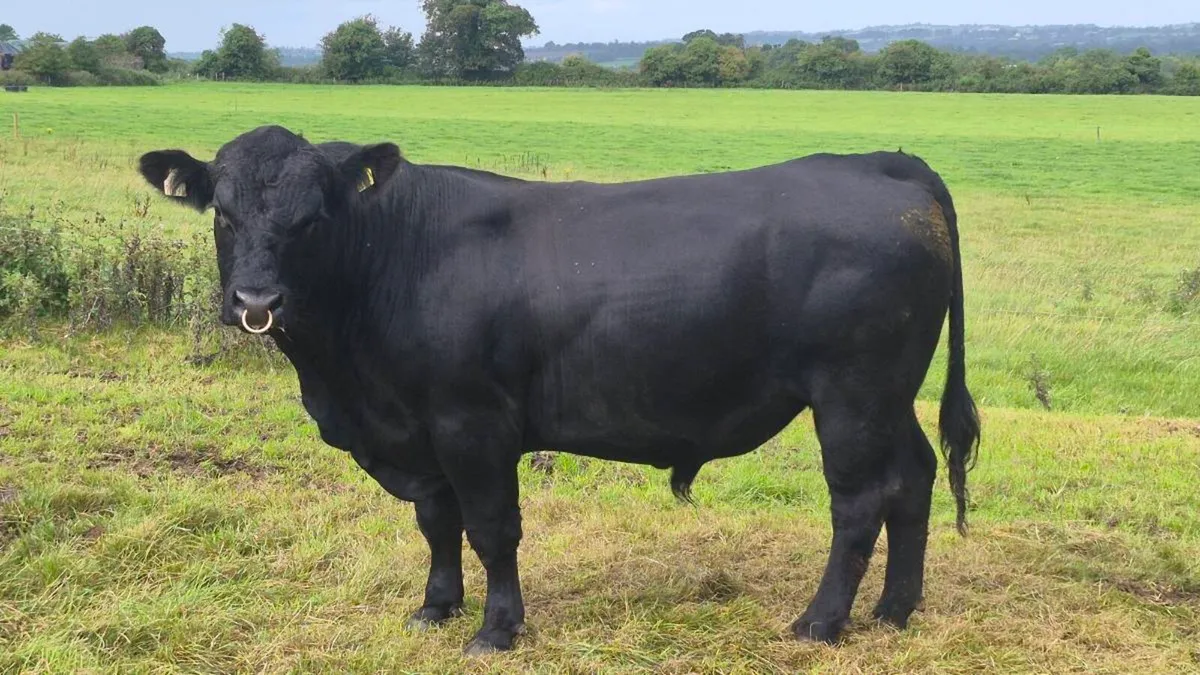 Aberdeen Angus Bull - Image 1