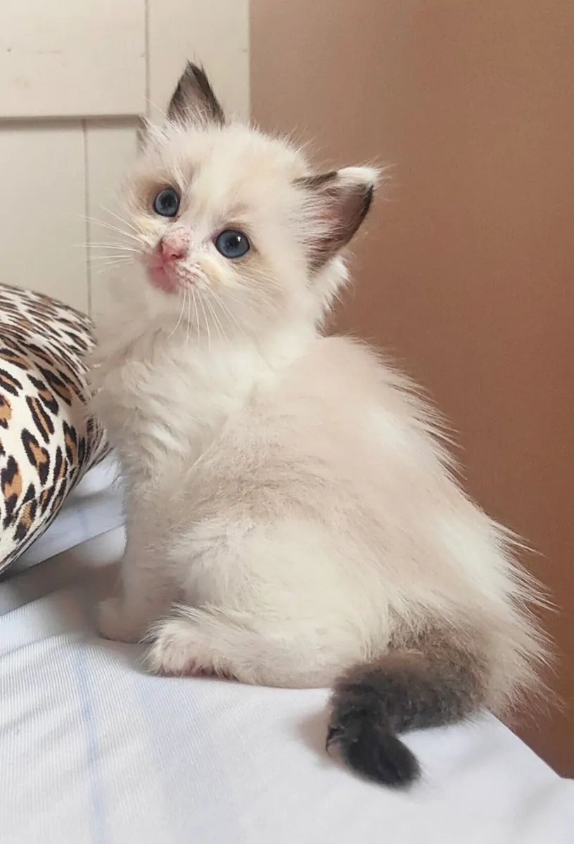 Beautiful Female Ragdoll Kittens 🐾💕 - Image 2
