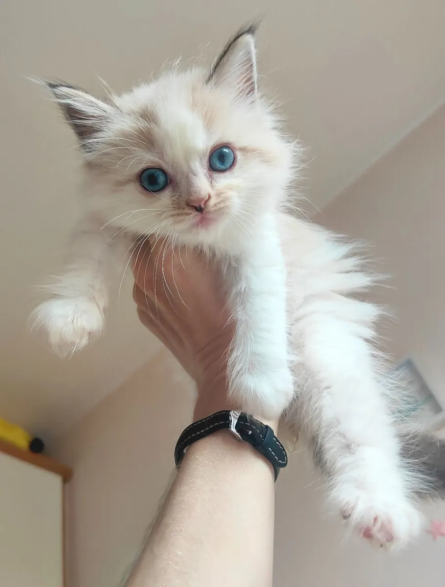 Beautiful Female Ragdoll Kittens 🐾💕 - Image 3