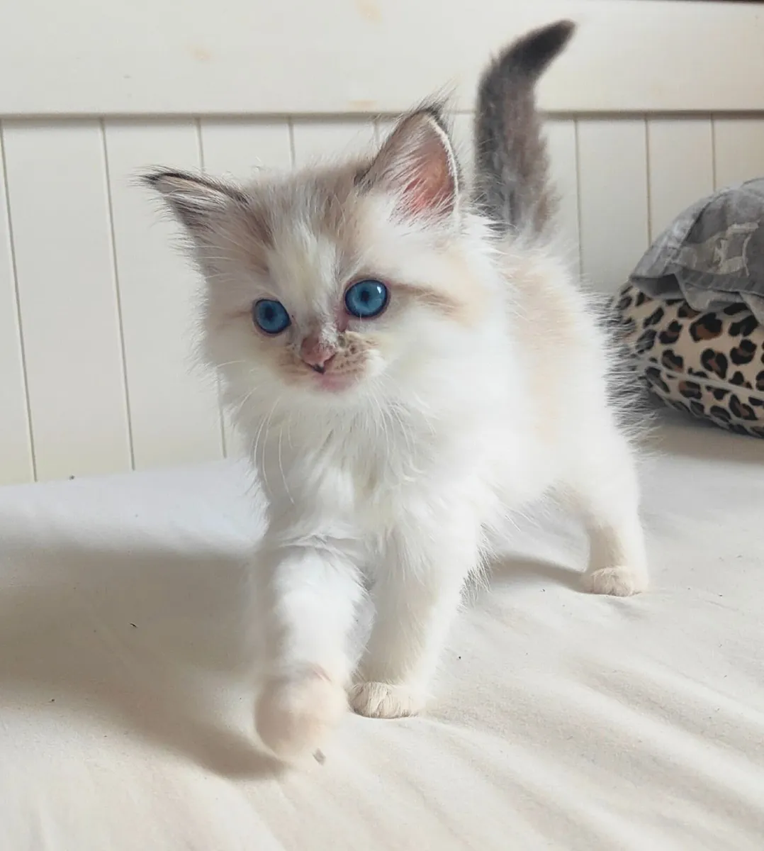Beautiful Female Ragdoll Kittens 🐾💕 - Image 4