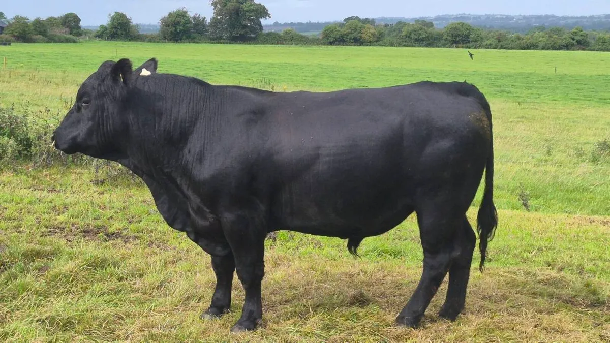 Aberdeen Angus Bull - Image 4