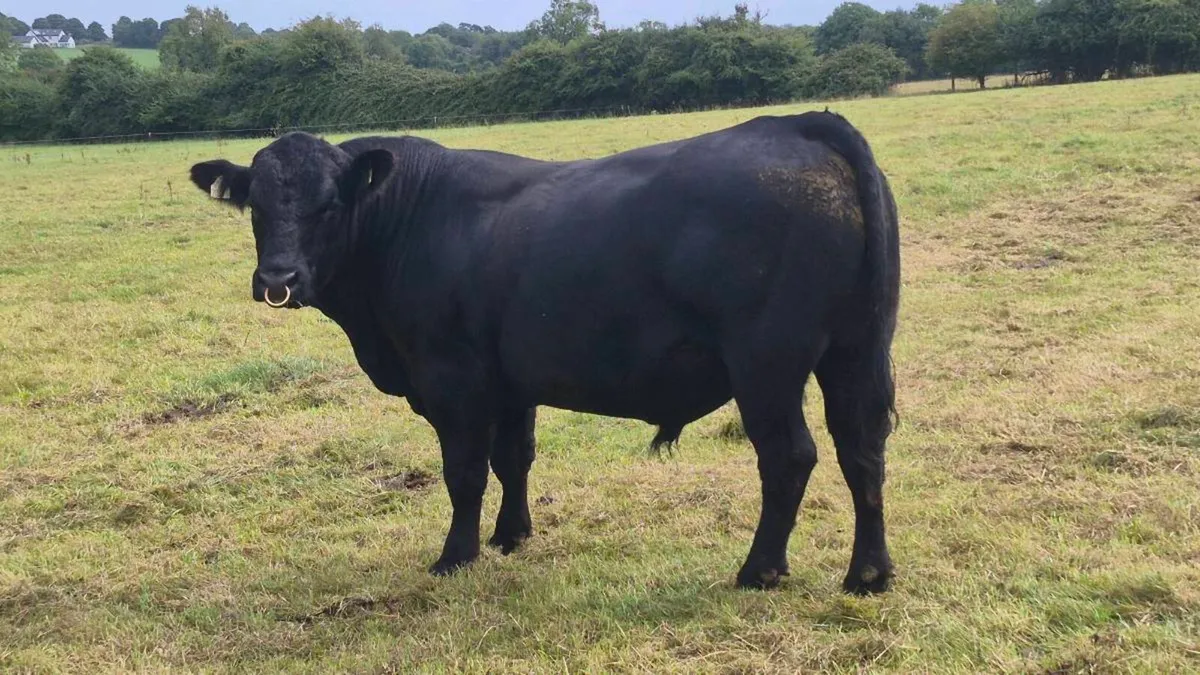 Aberdeen Angus Bull - Image 2