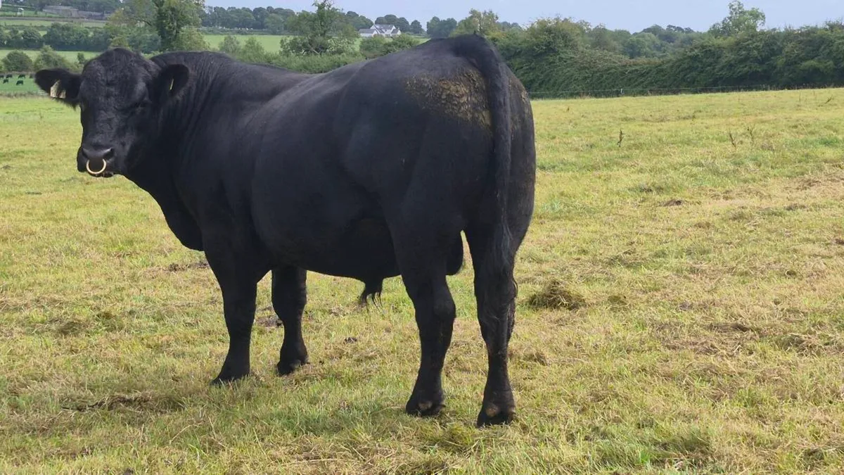 Aberdeen Angus Bull - Image 3