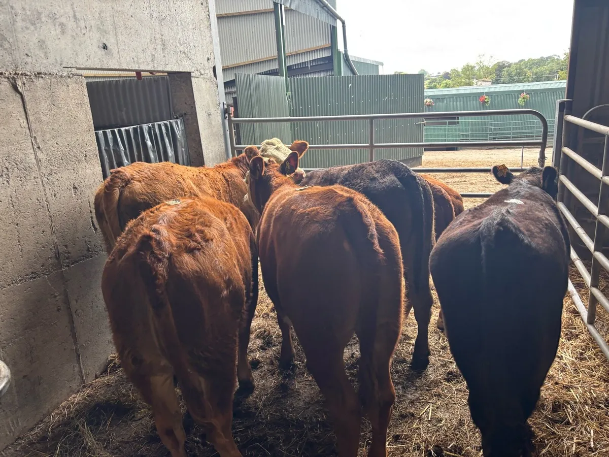 6 super limosin 320 kg heifers - Image 1