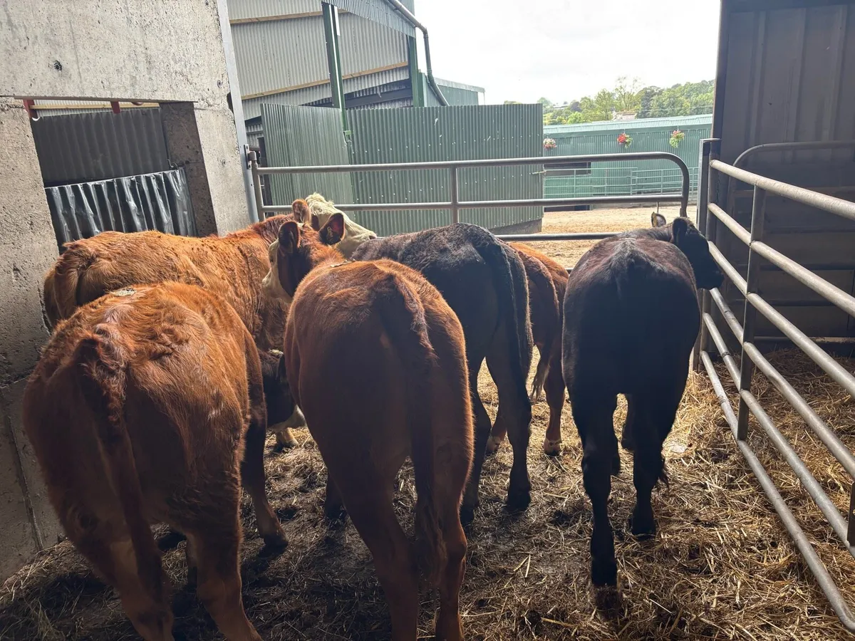 6 super limosin 320 kg heifers - Image 3