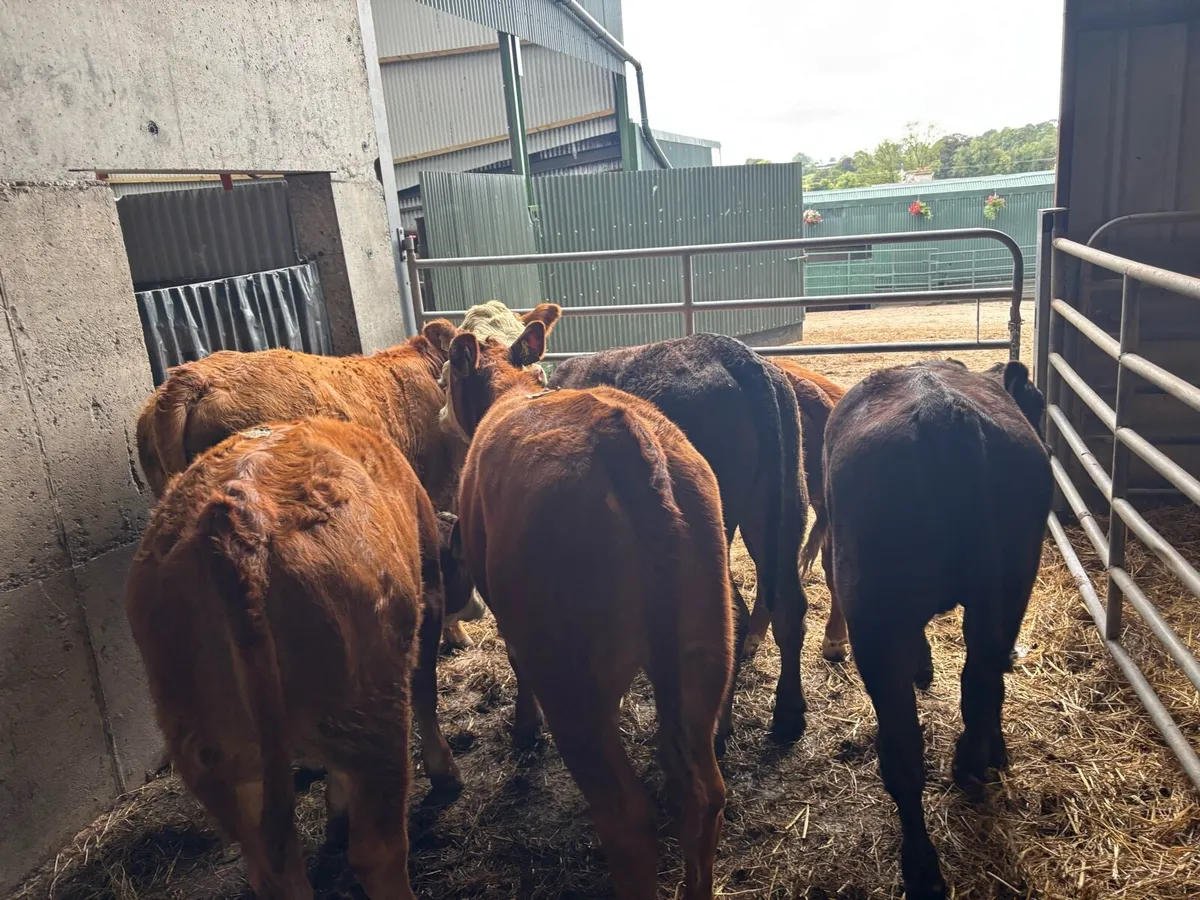 6 super limosin 320 kg heifers - Image 2
