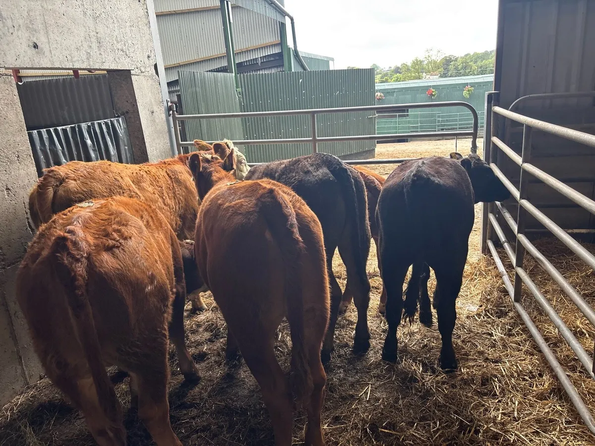 6 super limosin 320 kg heifers - Image 4