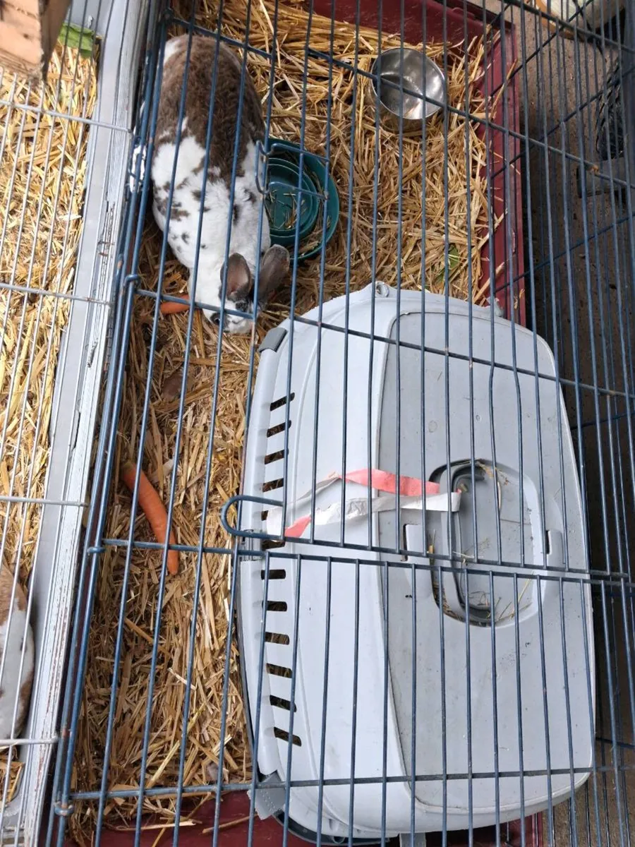 RABBIT WITH CAGE - Image 1