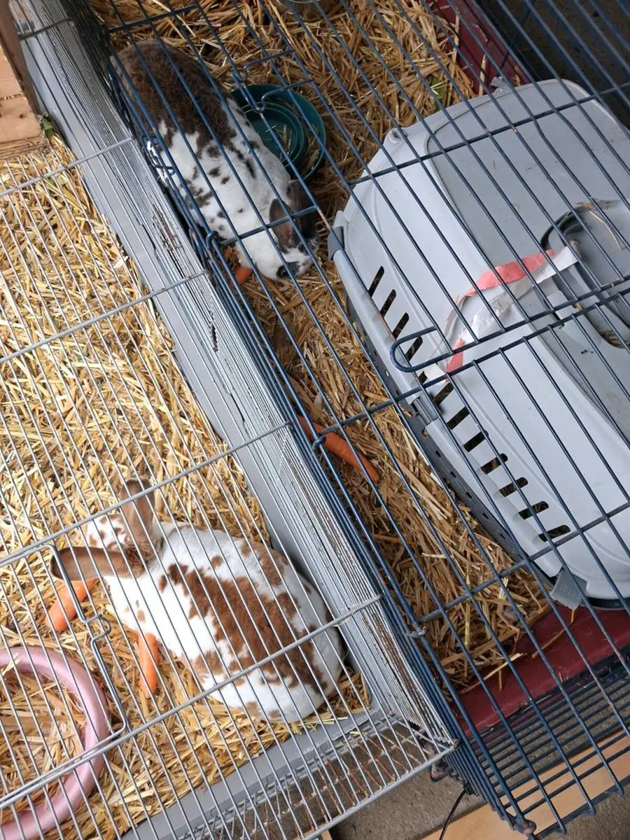 RABBIT WITH CAGE - Image 2