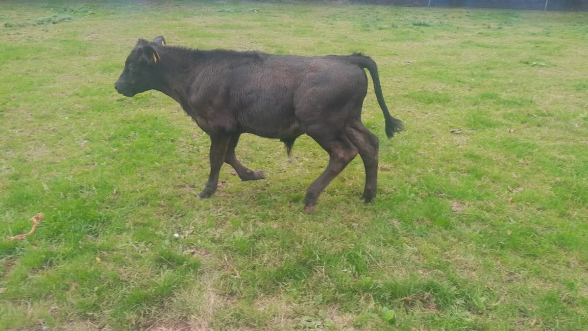 Lim weanlings