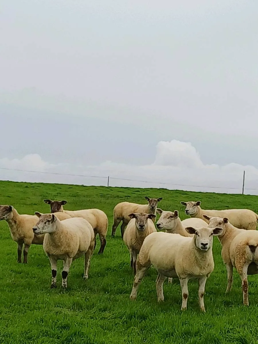 TEXAL X HOGGETS - Image 3
