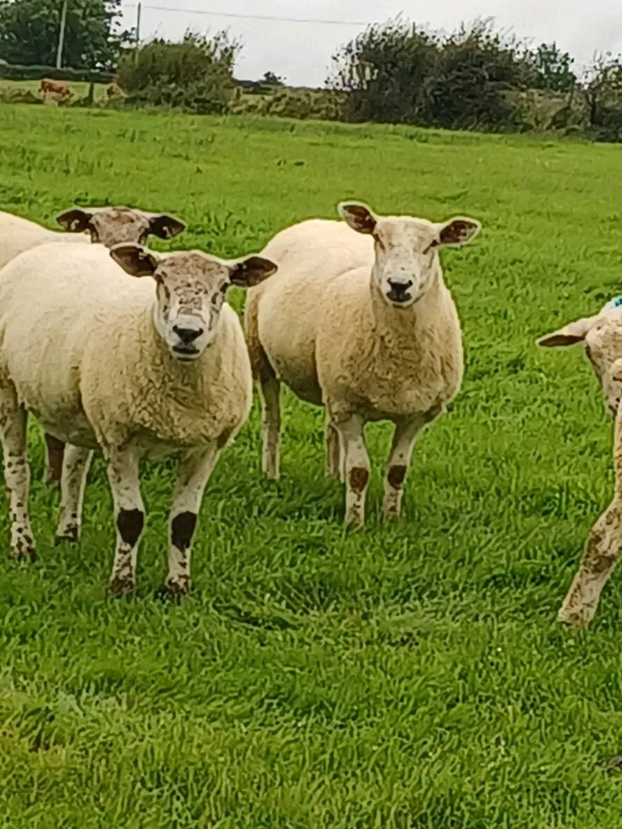 TEXAL X HOGGETS - Image 2