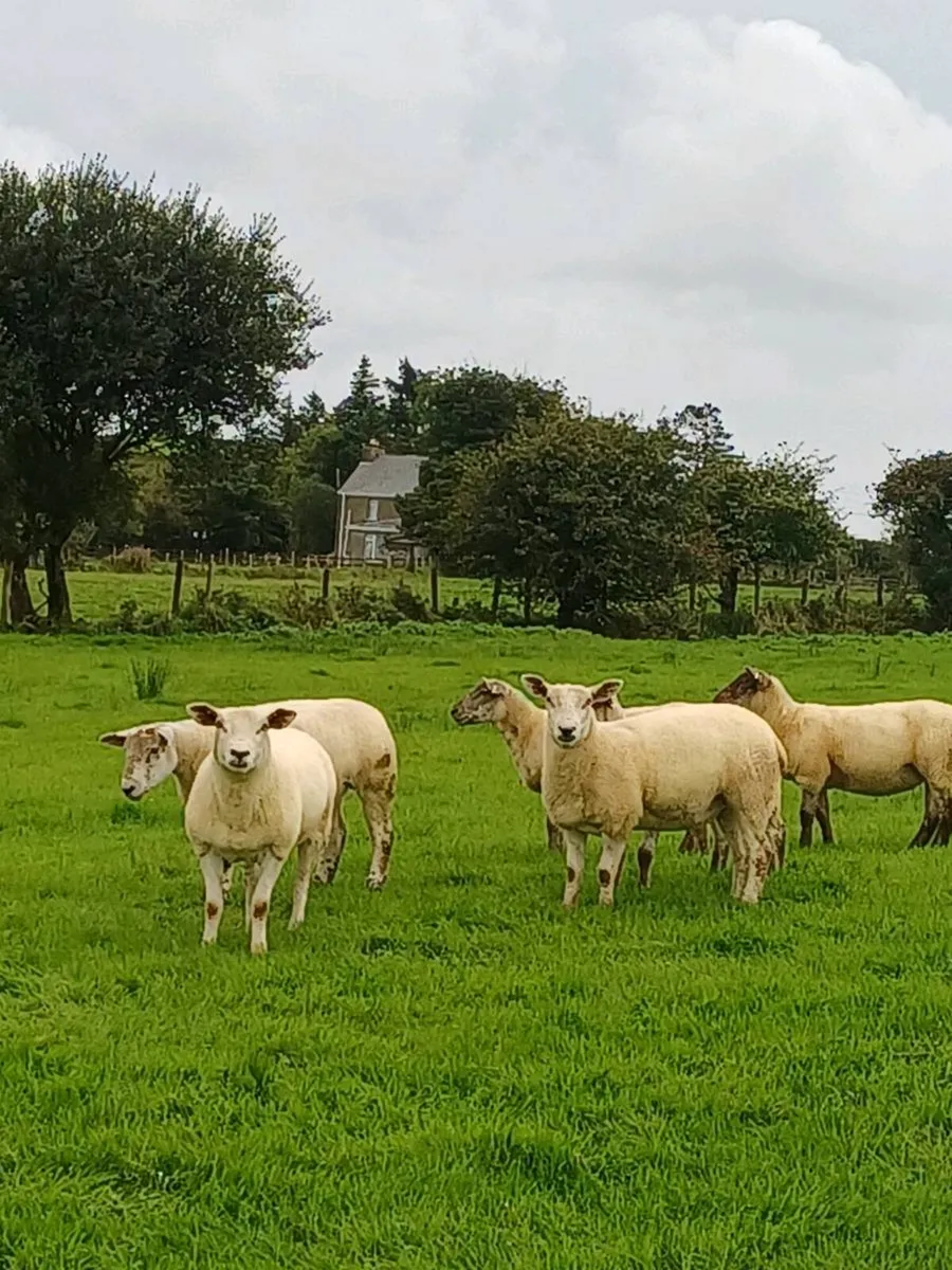 TEXAL X HOGGETS - Image 4