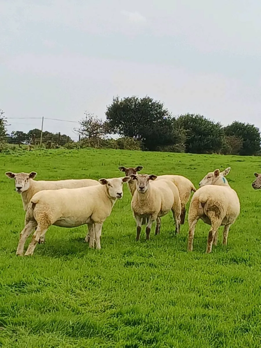 TEXAL X HOGGETS - Image 1