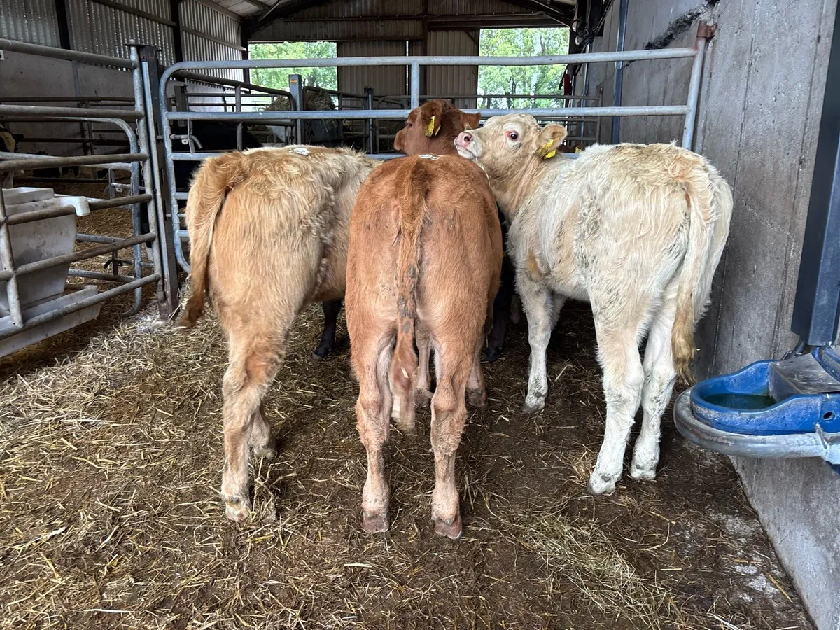 4 super suckler bred continental heifers - Image 1