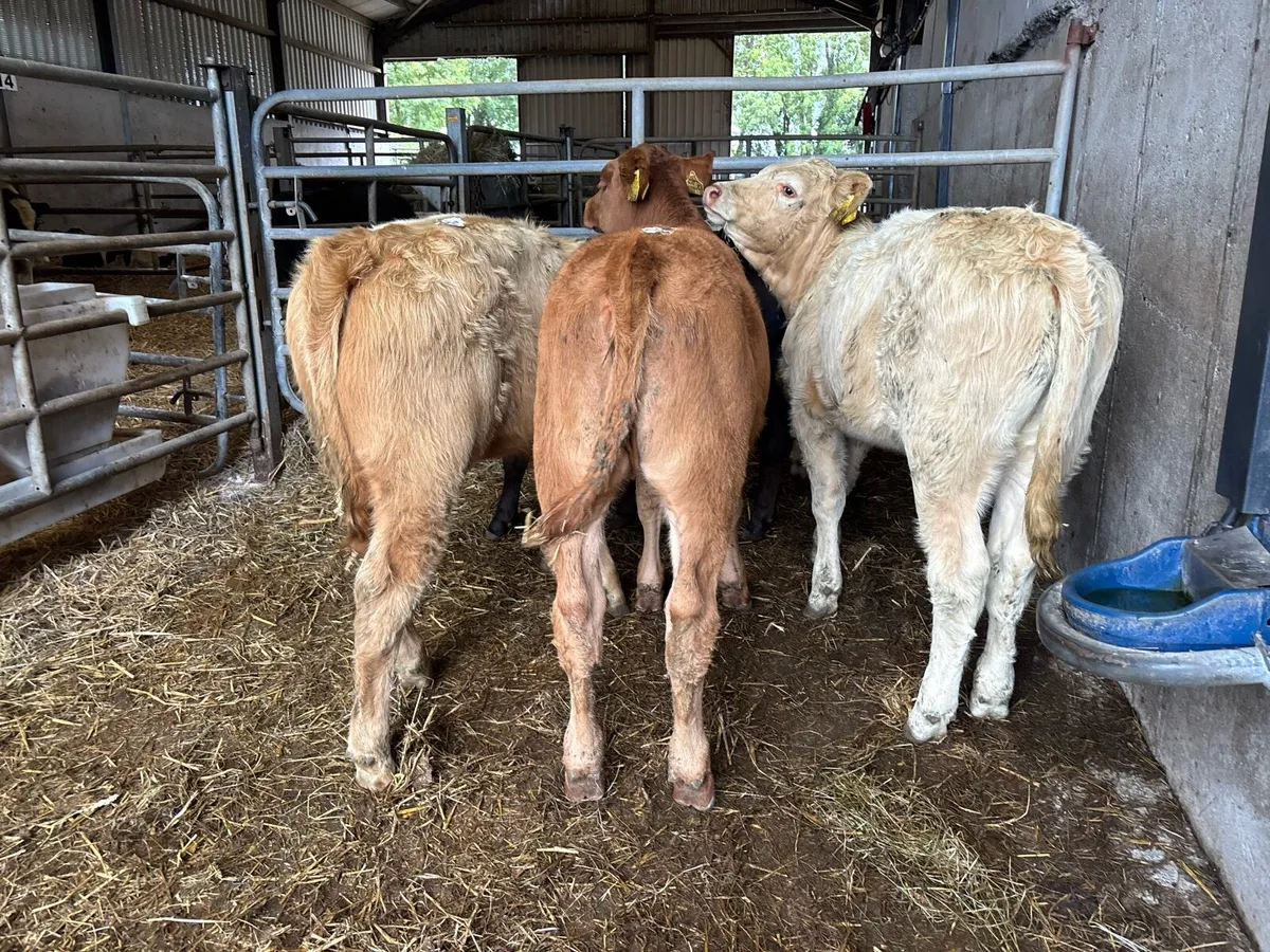 4 super suckler bred continental heifers - Image 2