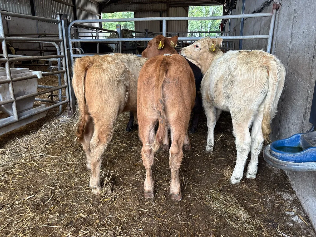 4 super suckler bred continental heifers - Image 3