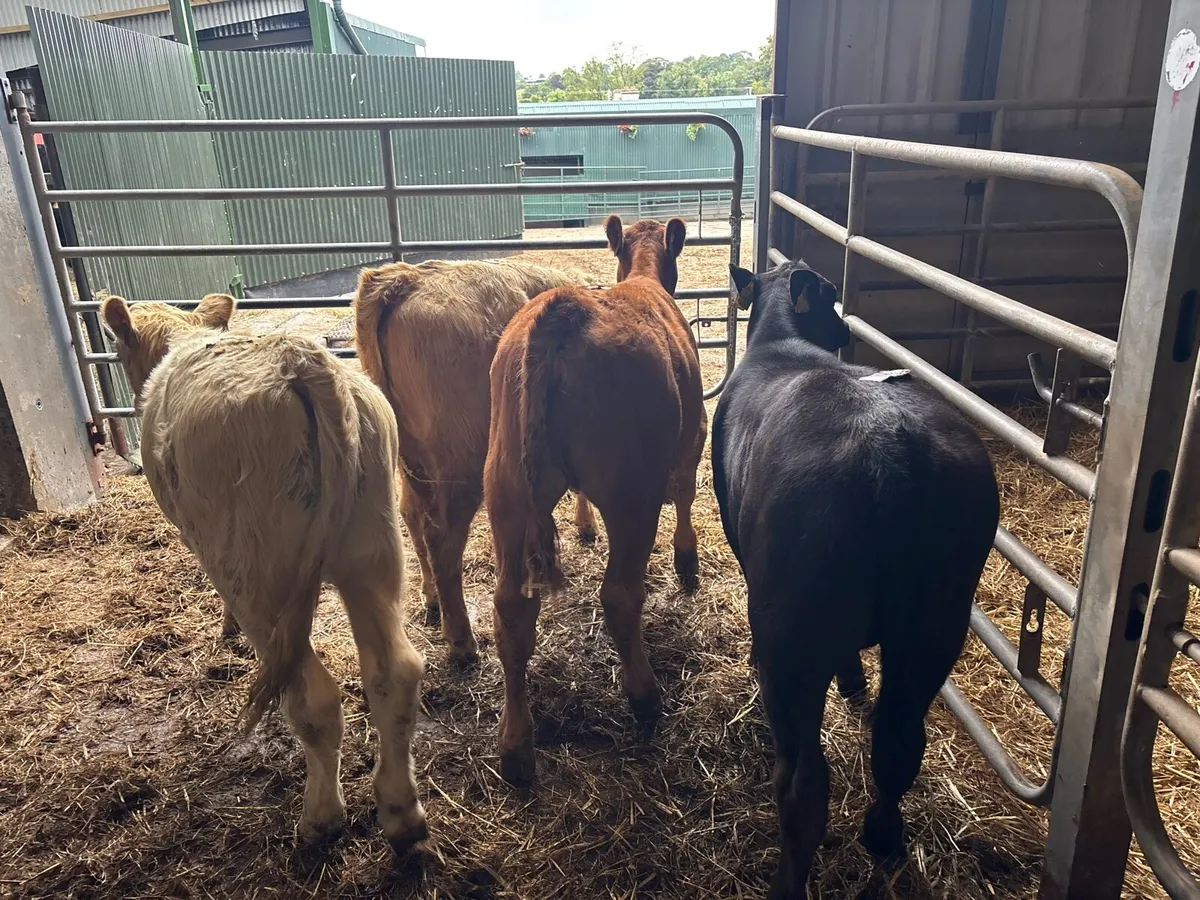 4 super suckler bred continental heifers - Image 4
