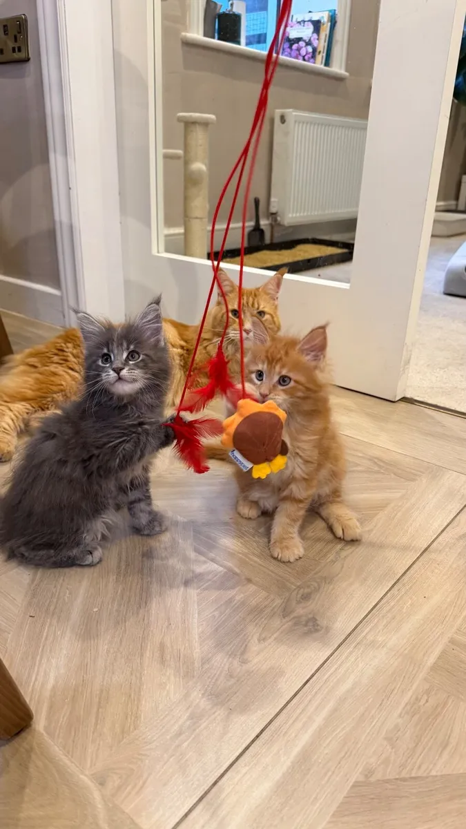 Mainecoon kittens - Image 1