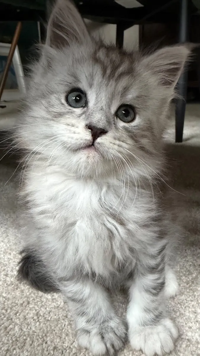 Mainecoon kittens - Image 2